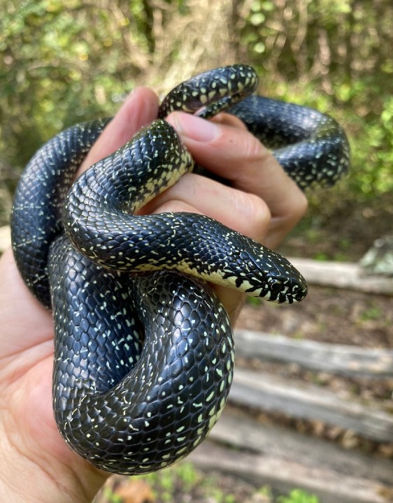 A Black Kingsnake